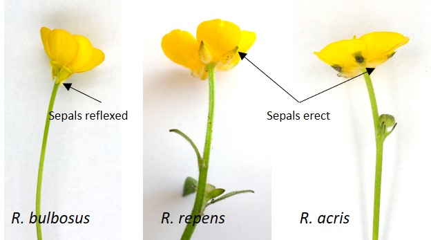 Three of our common Buttercups, telling them apart – Botany in
