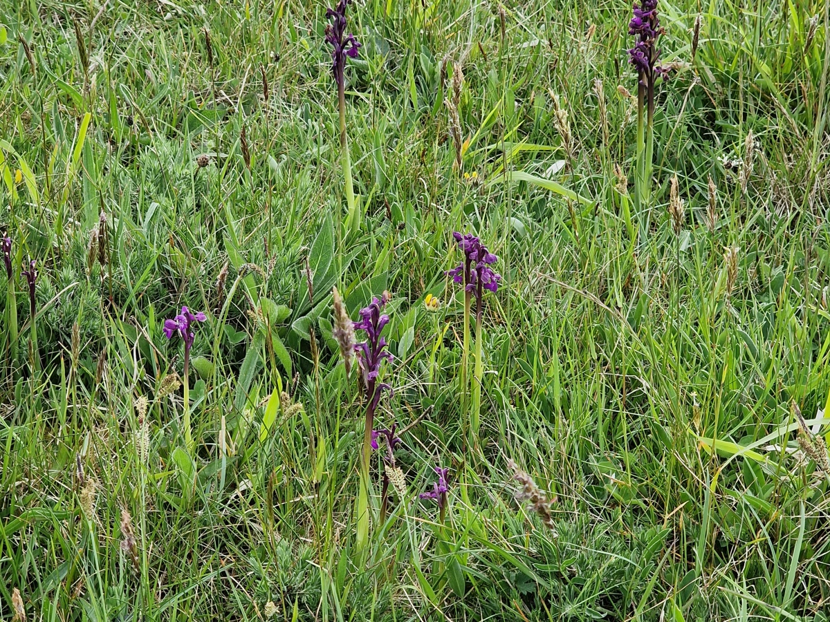 Plant of the Week – May 13th 2024- Anacamptis morio (Green-winged Orchid)