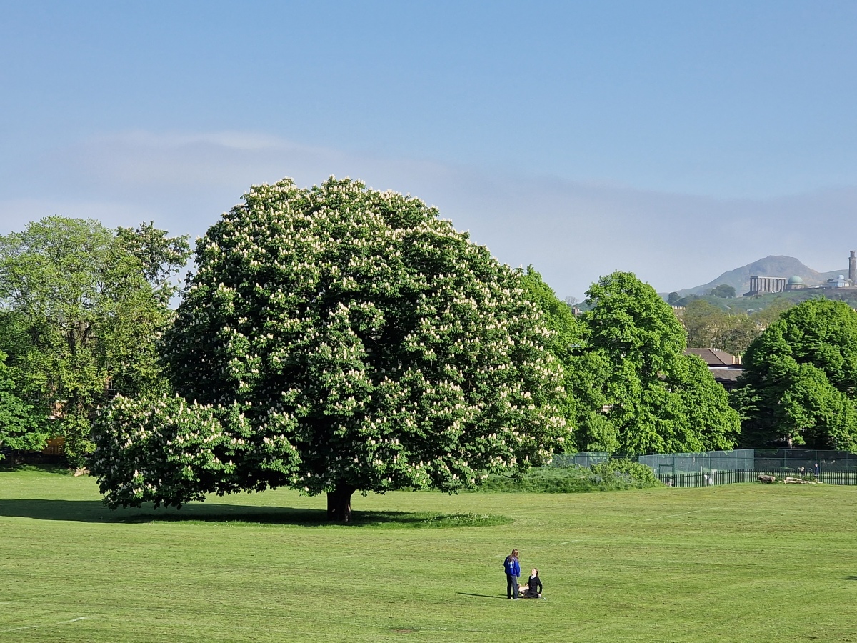 Plant of the Week – May 20th 2024- Aesculus hippocastanum (Horse Chestnut)